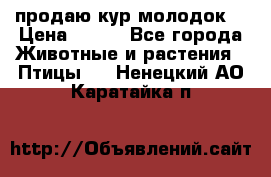 продаю кур молодок. › Цена ­ 320 - Все города Животные и растения » Птицы   . Ненецкий АО,Каратайка п.